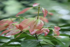 Cinnamomum verum